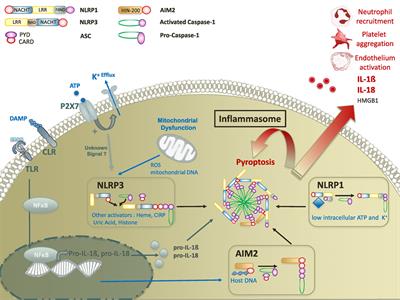 Inflammasomes in Tissue Damages and Immune Disorders After Trauma